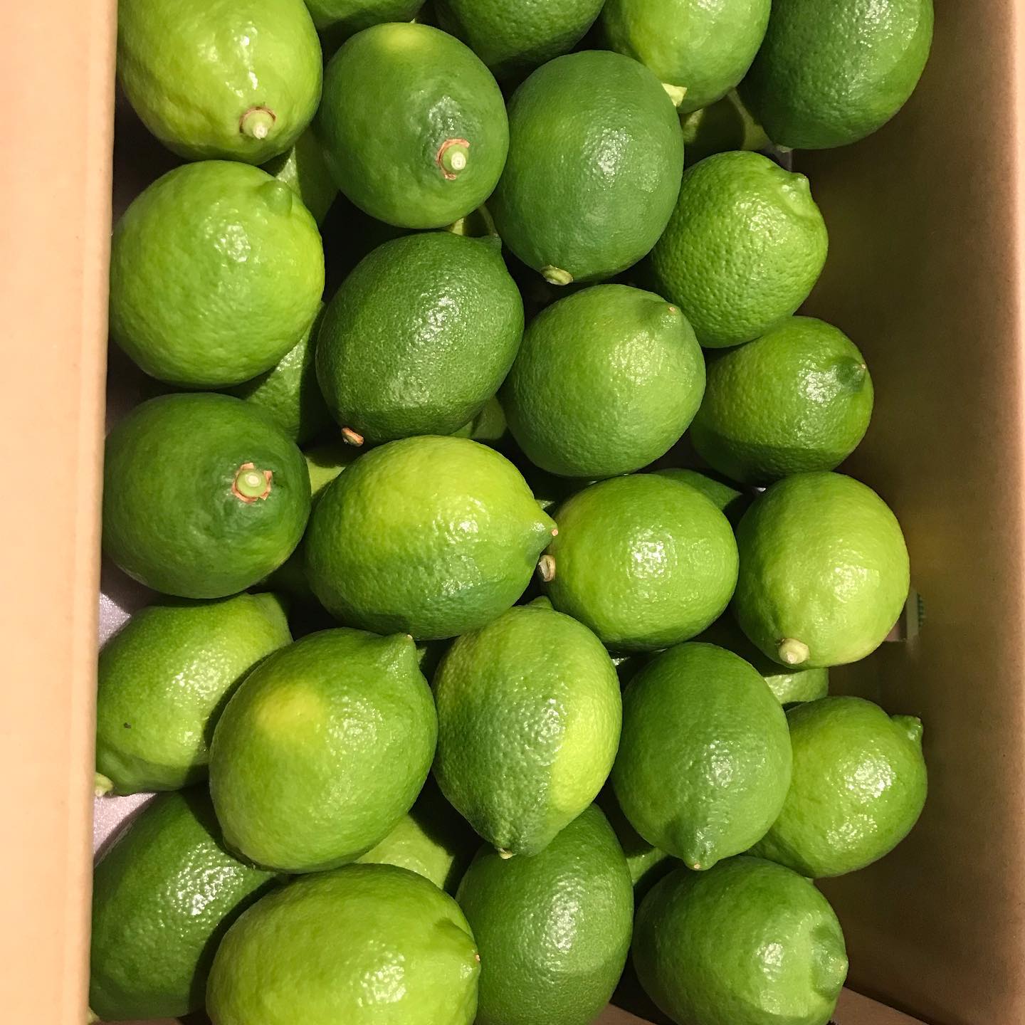 【武田くだもの店】山北産ハウスレモン🍋です。おそらく、日本で1番早く出回るレモンです。新鮮な山北ハウスレモンを焼酎のお湯割りに搾ってご賞味ください。#山北ハウスレモン #武田くだもの店 #武田青果